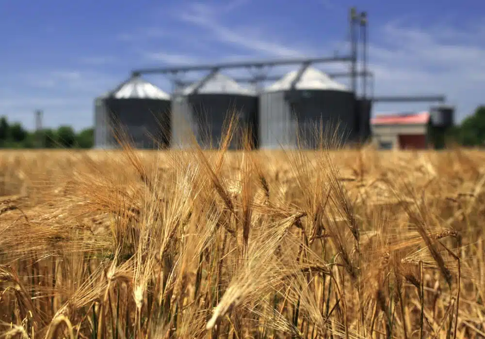 grains