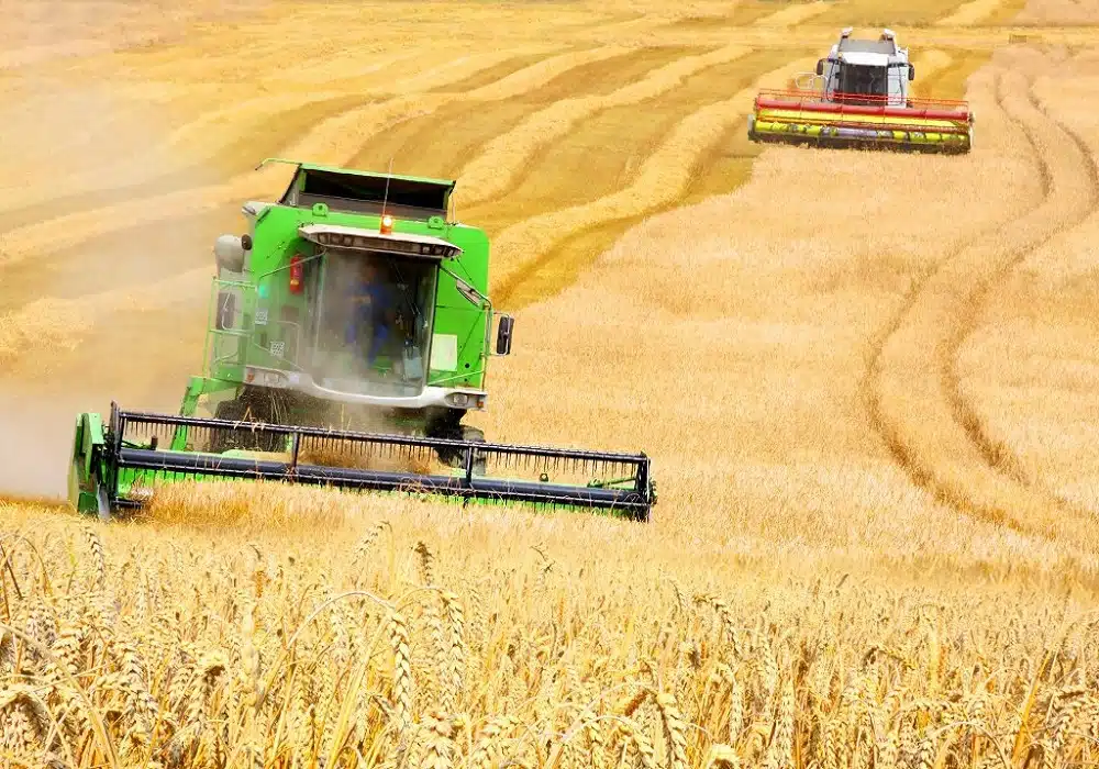 wheat