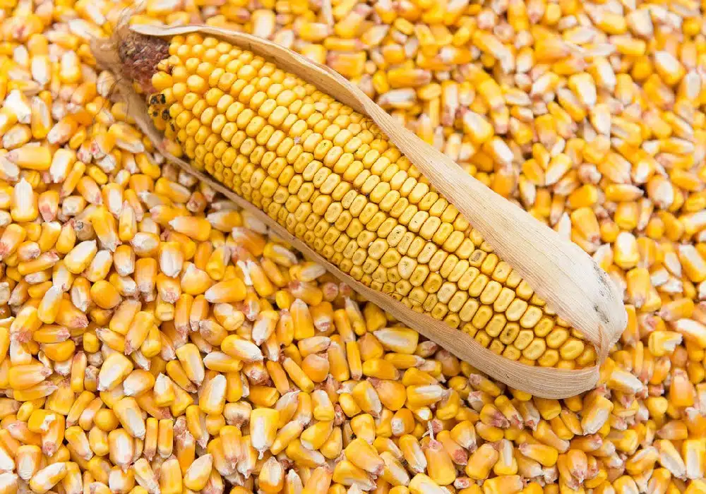 Corn4