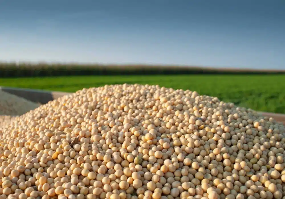 soybean.brazil
