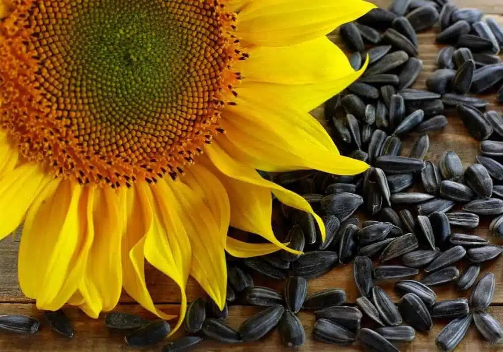 sunflower