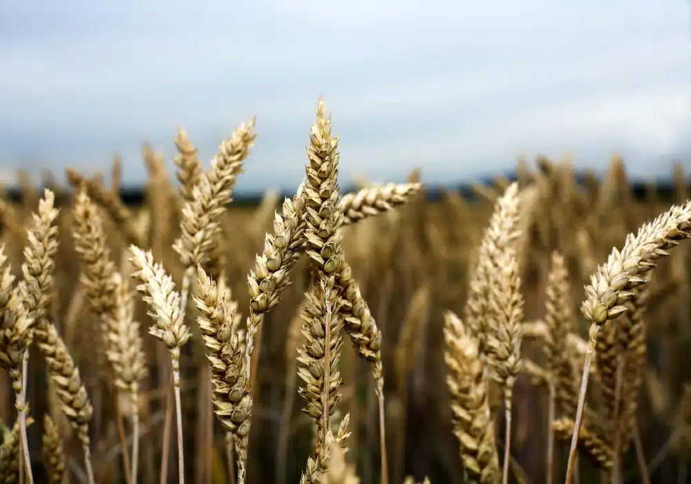 wheat222