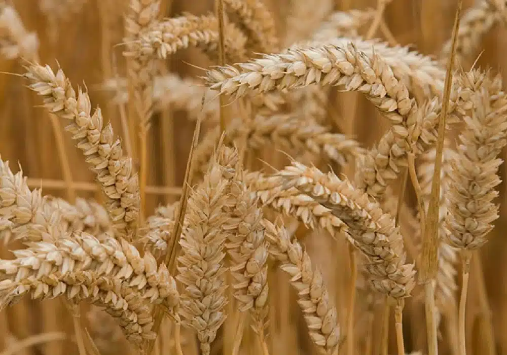 barley11