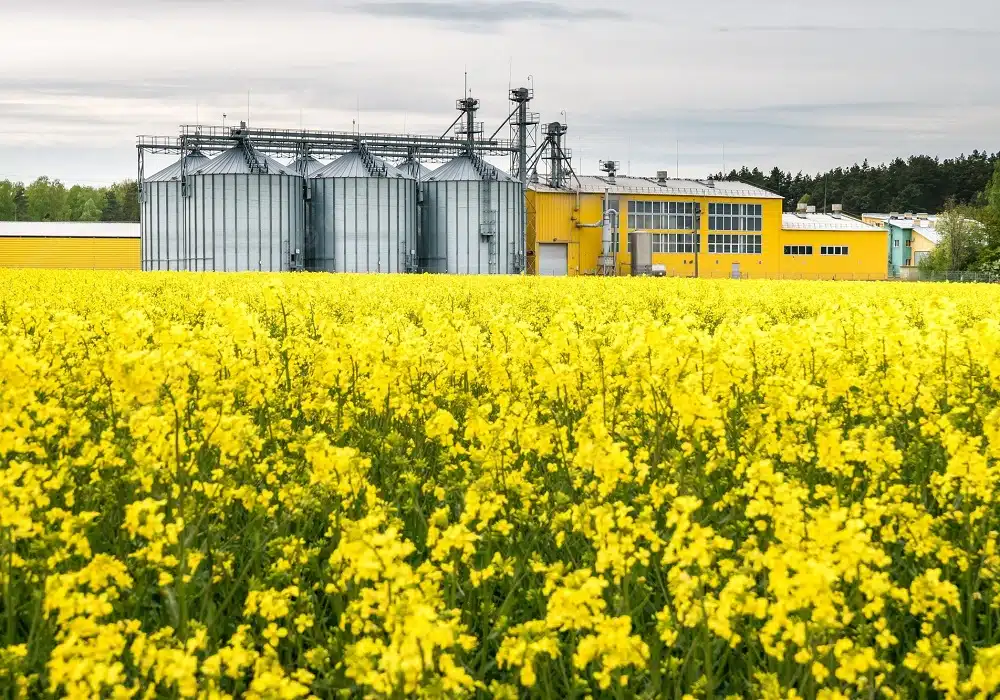 canola