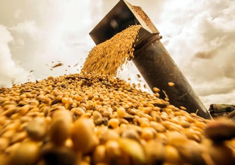 soybean.brazil2