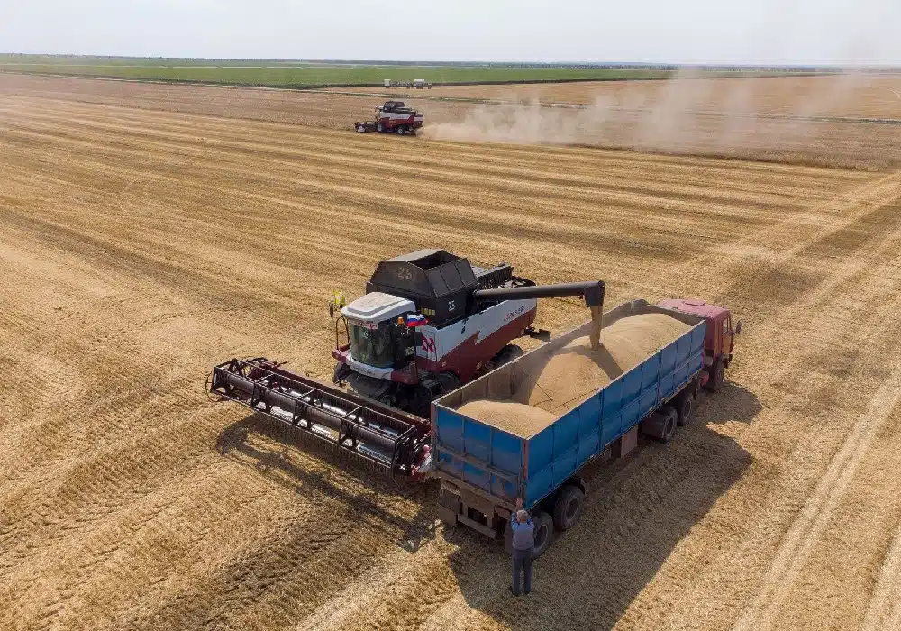 wheat-production