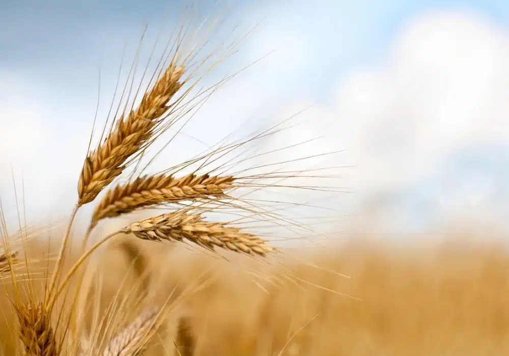 wheat