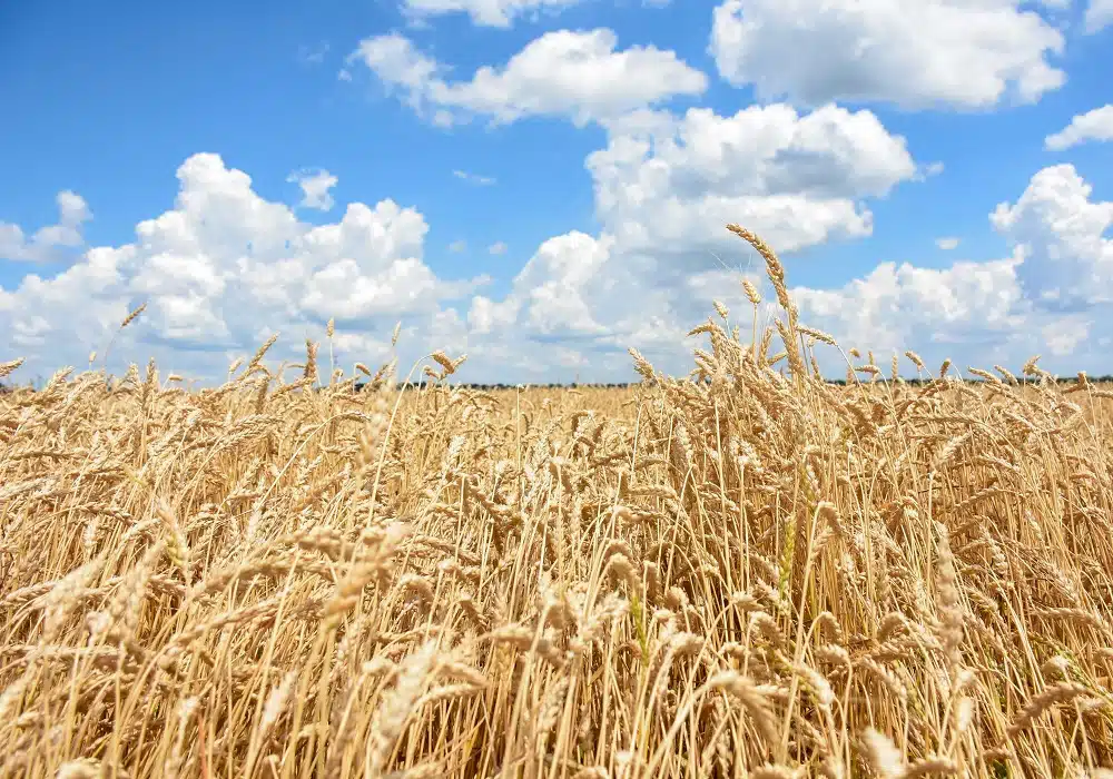 A field of wheat sits in Brownsburg, Indiana on Mike Starkey's farm on June 28, 2021. (NRCS photo by Carly Whitmore)