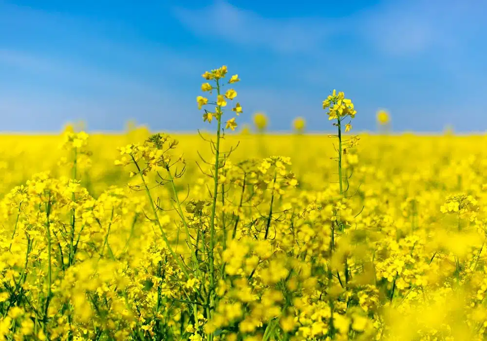 rapeseed