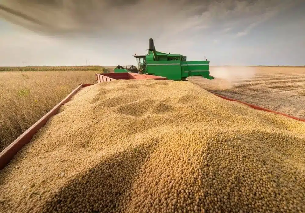 soybean.arg