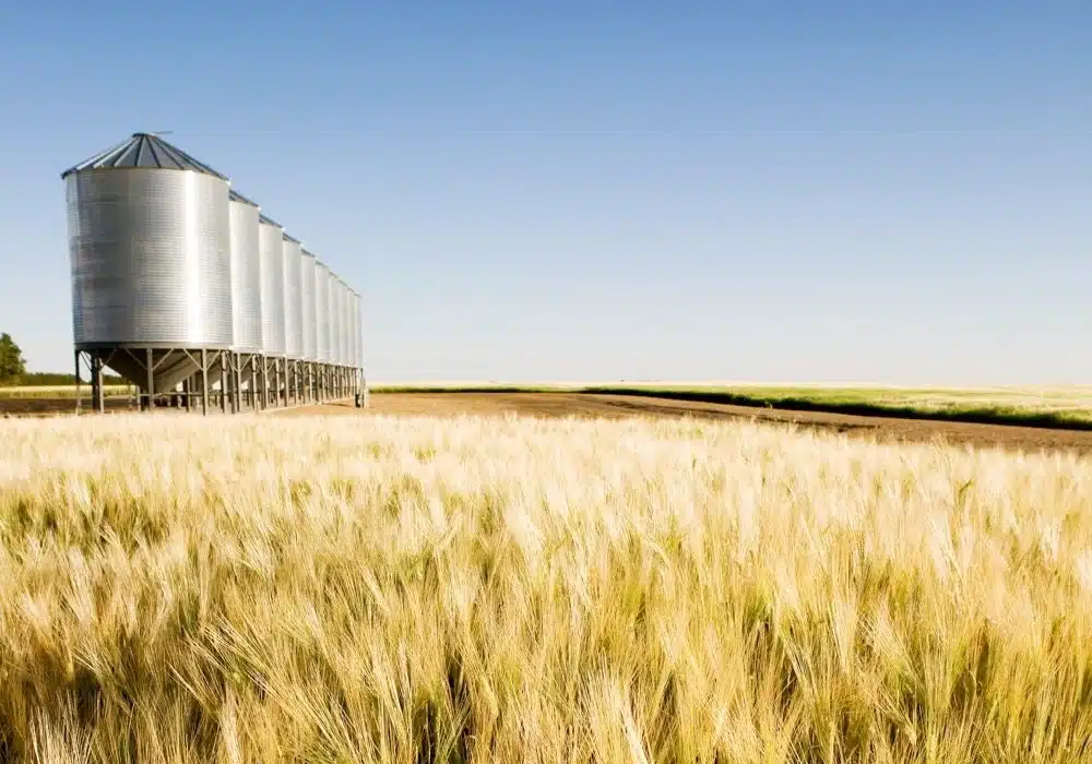 grain