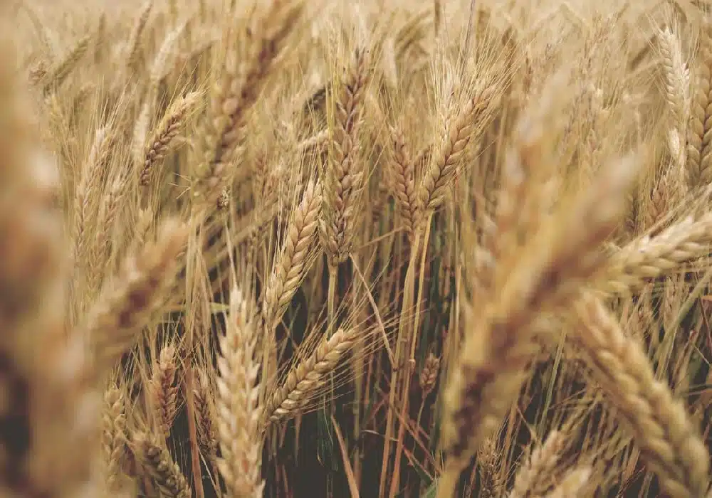 grains2