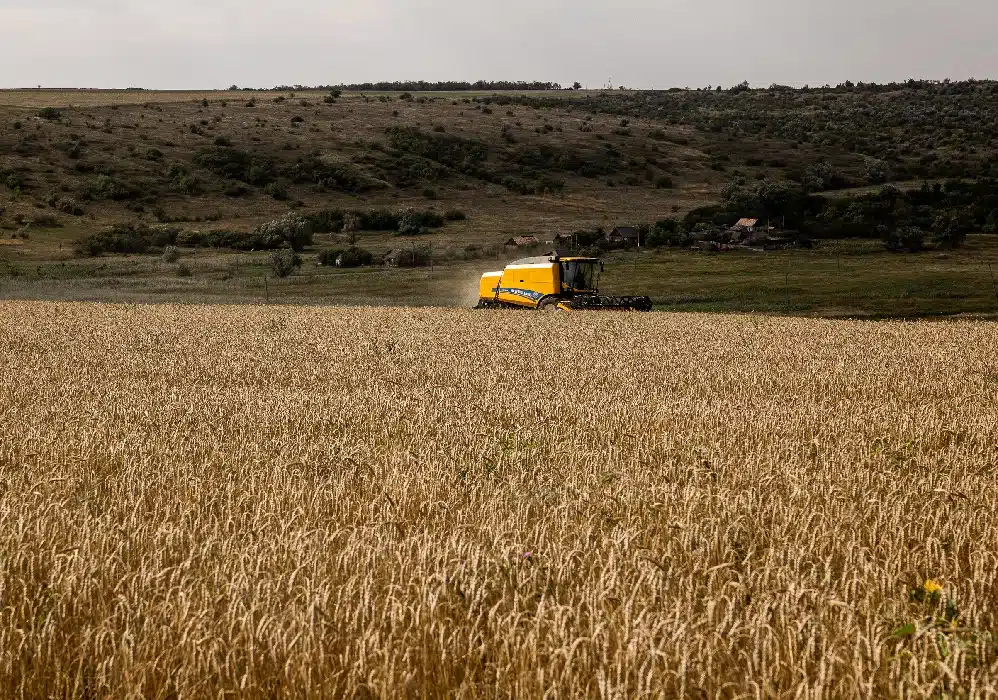 wheat21