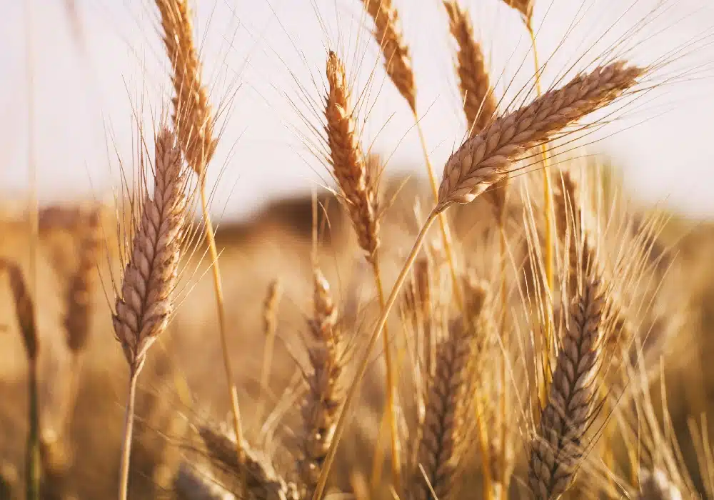agri.wheat