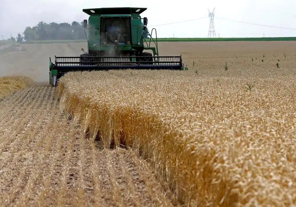 indian.wheat