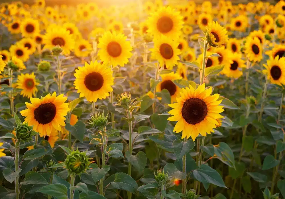 sunflower1