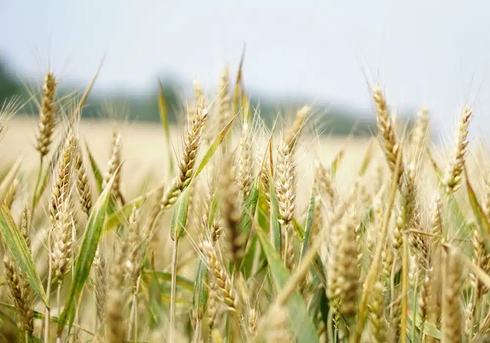 wheat-field