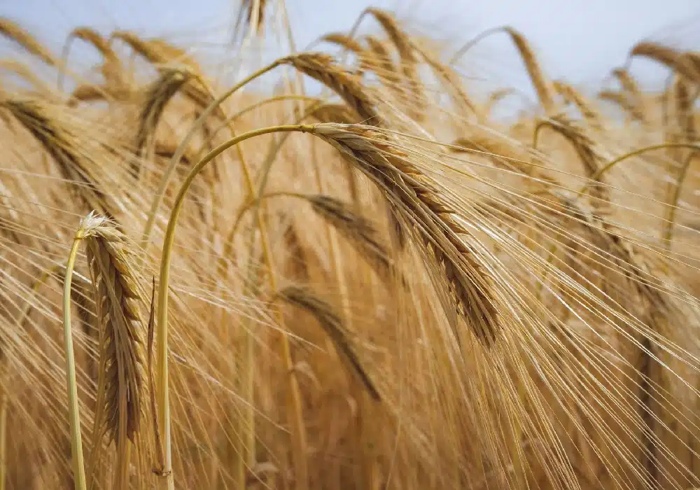 wheat.rus