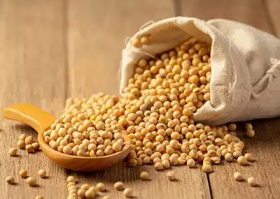 دانه سویا