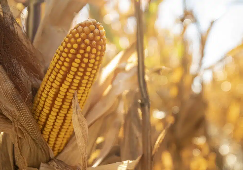 corn.brazil.2