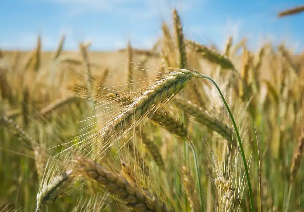 wheat2