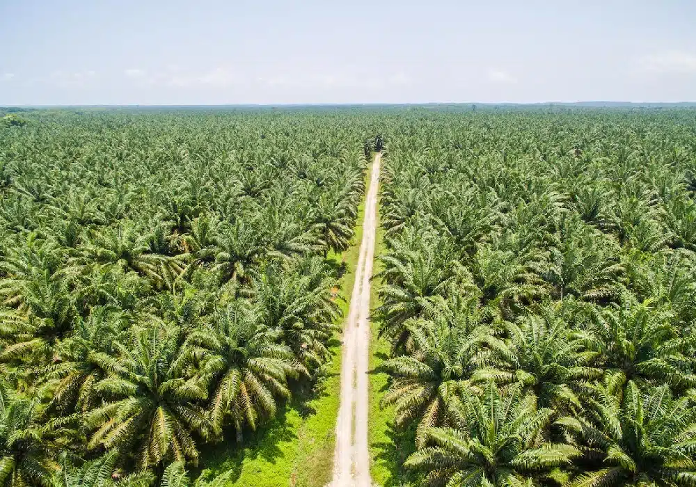 Palm.Oil