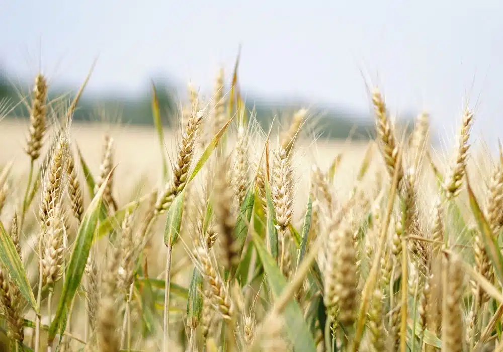 pe.agri