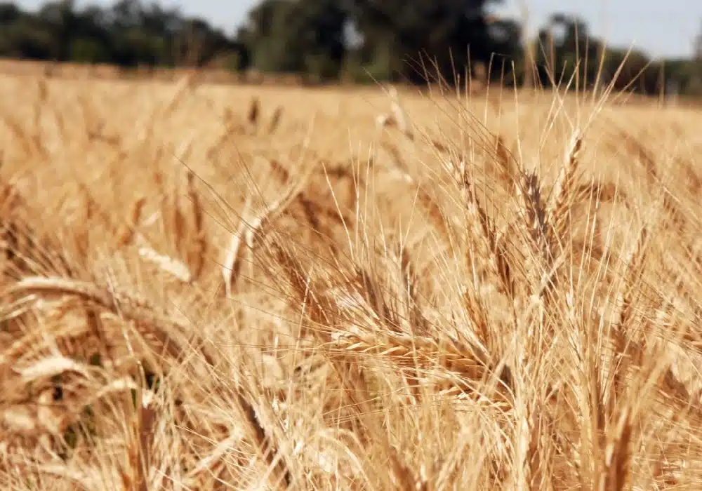 wheat32