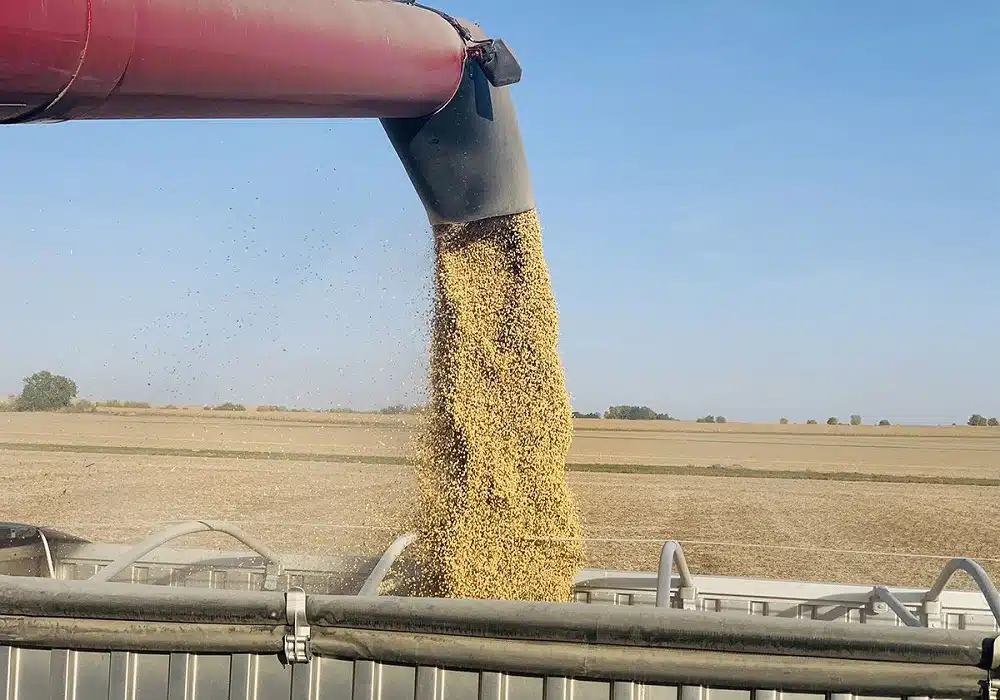 soybean.brazil12