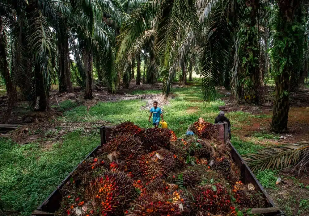 palm-oil