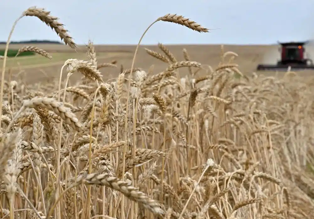 russia.grain3