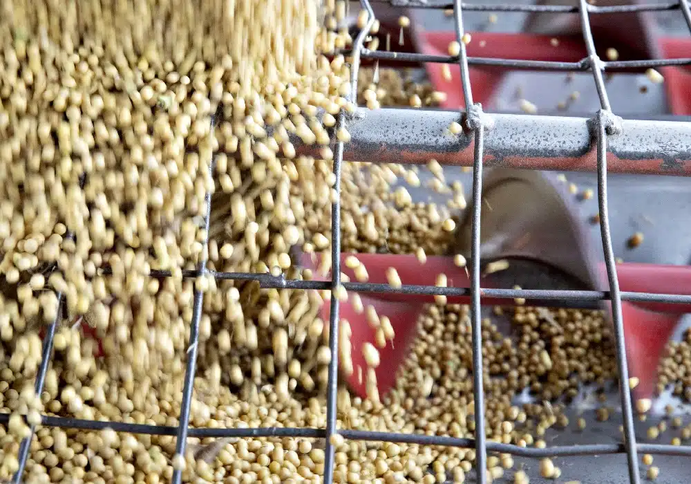soybean55