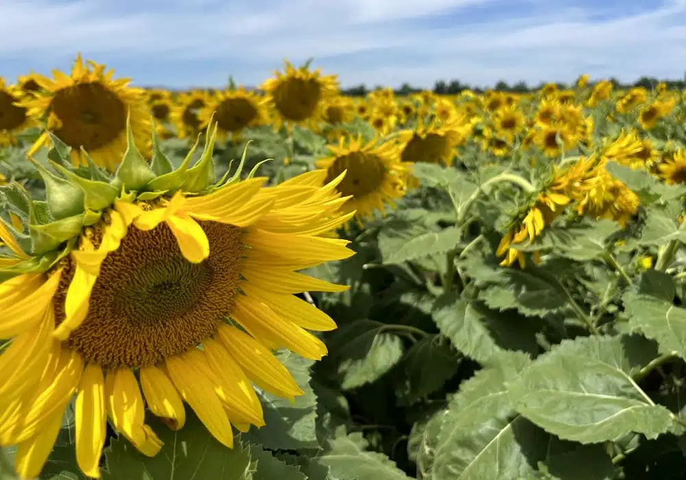 sunflower-oil