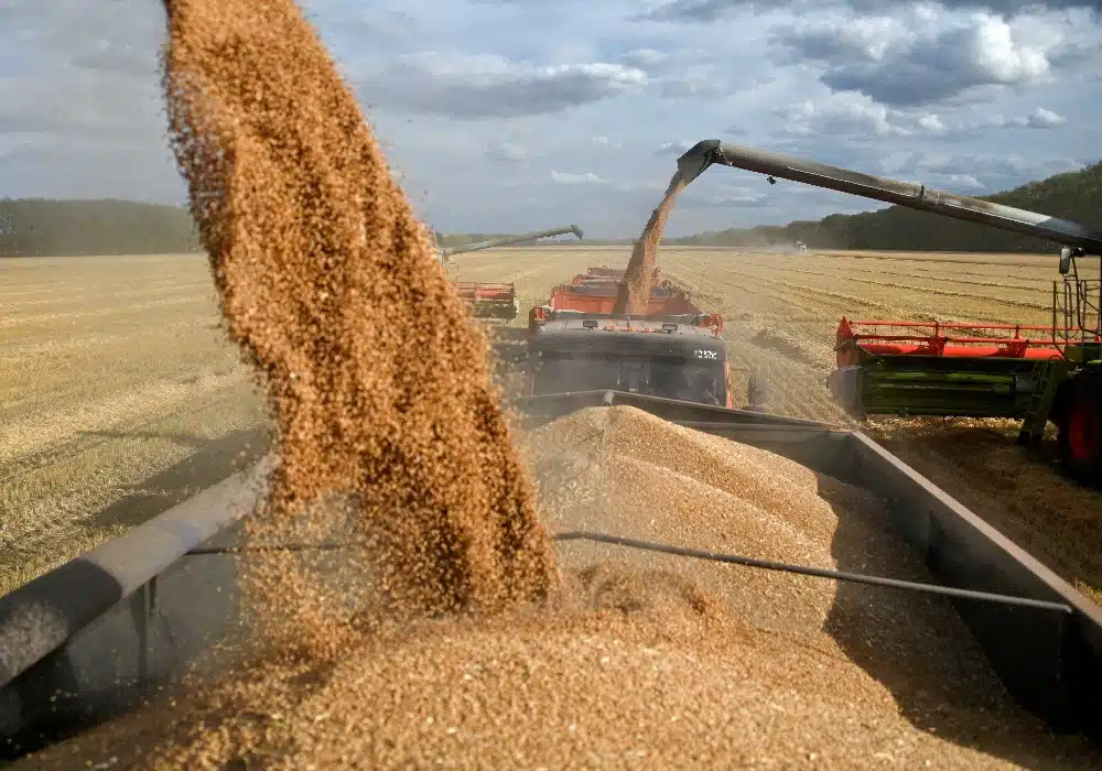 FILE PHOTO: Combines load wheat into trucks in a field during harvest near the village of Solyanoye in the Omsk region, Russia September 8, 2022. REUTERS/Alexey Malgavko/File Photo