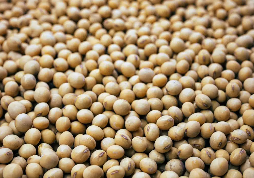 soybeans22