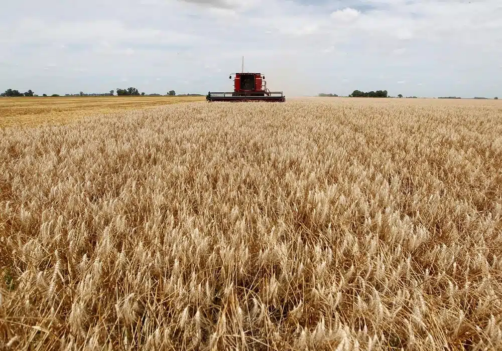 Argentina.harvest