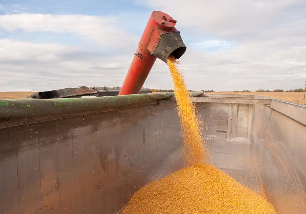 brazil_corn_harvest