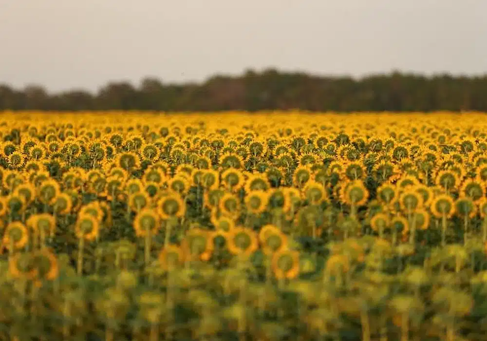 06sunflower