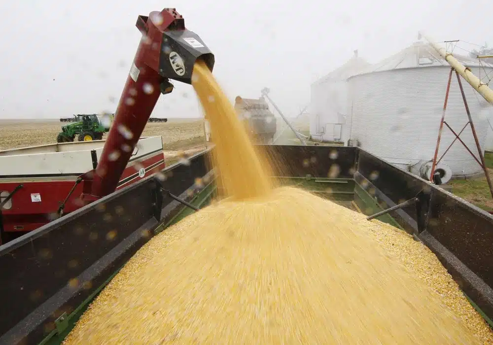 cornbrazil2