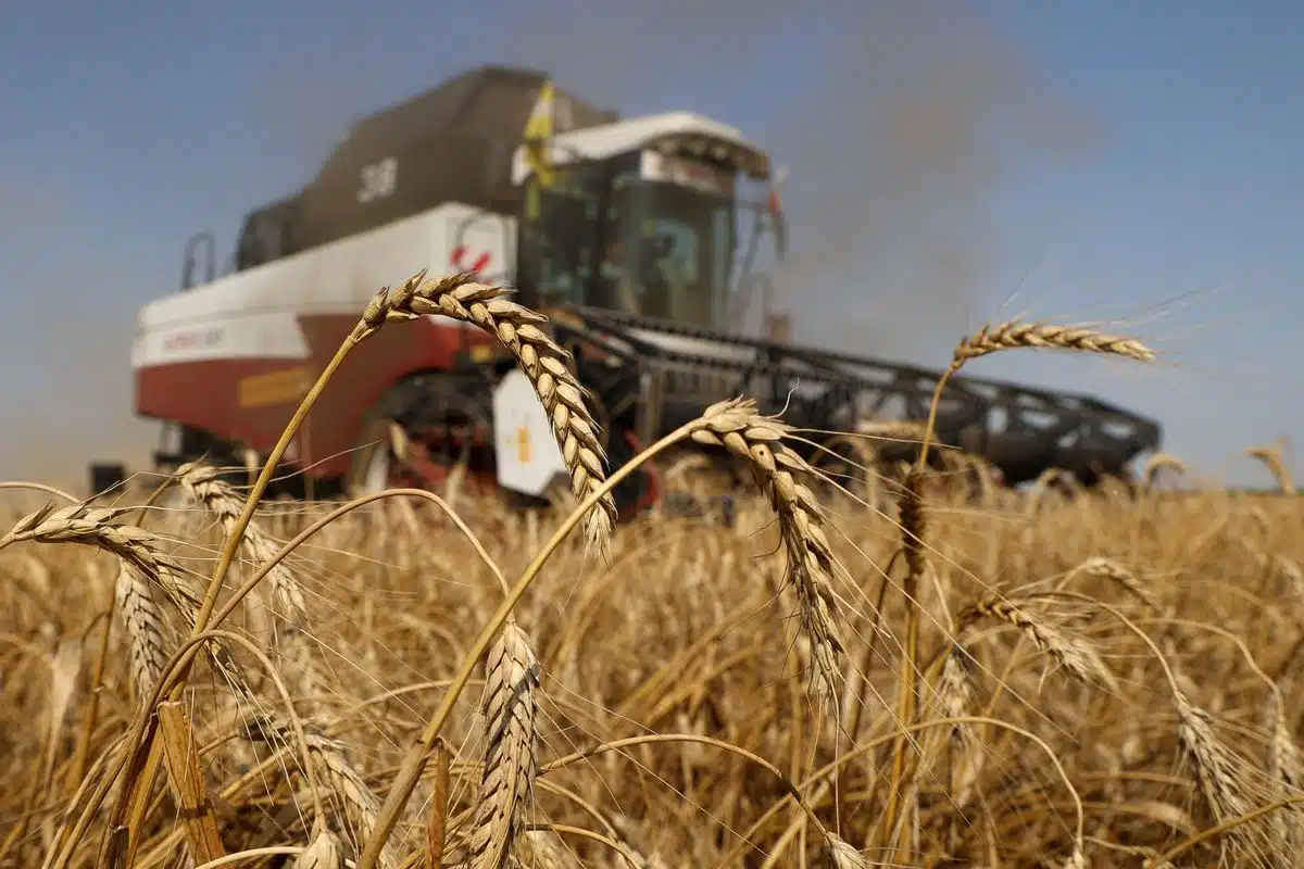grains (1)