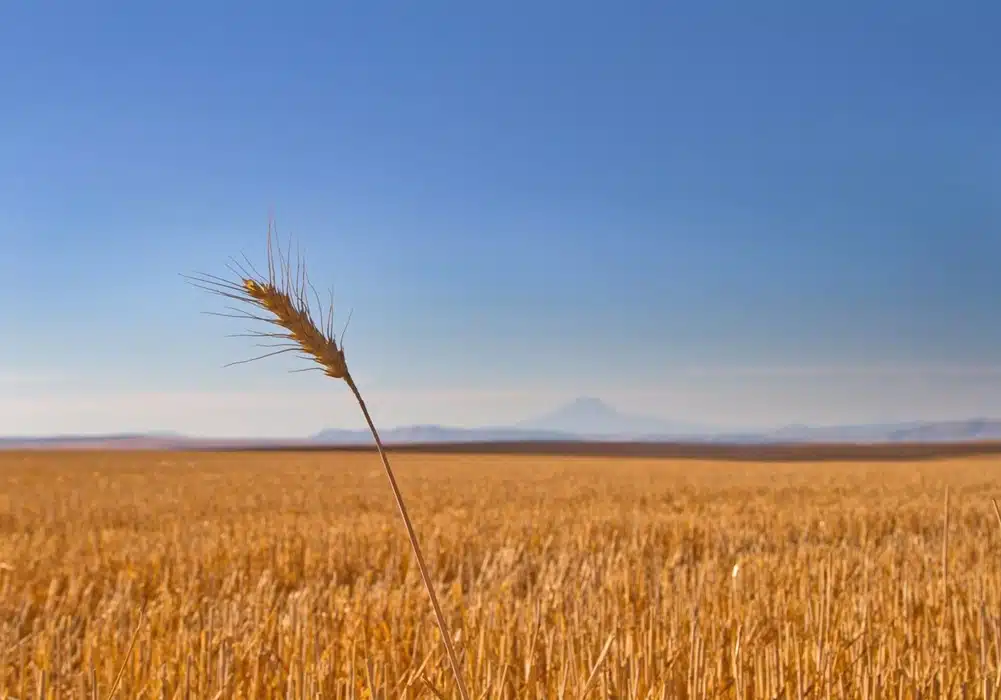 WheatField