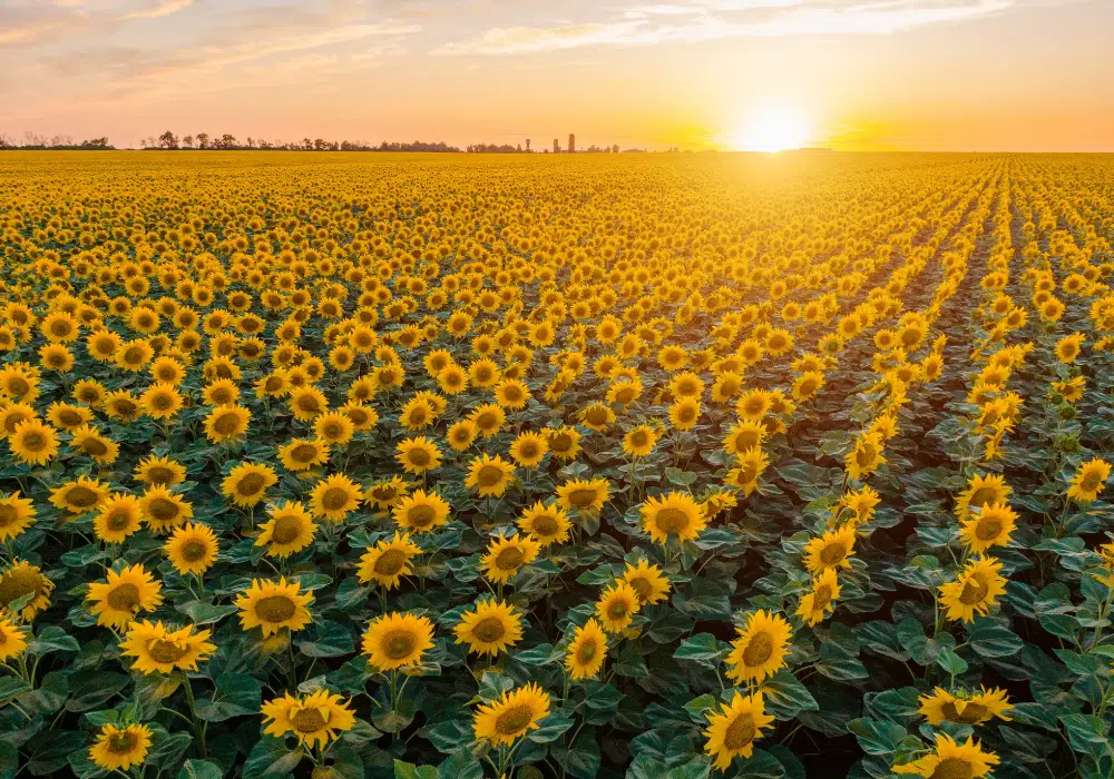 sunflower