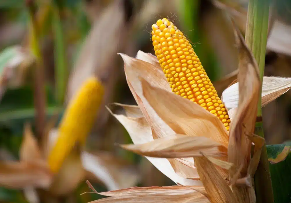 corn.argentina