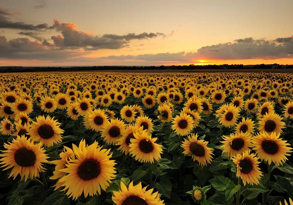 screensunflowers