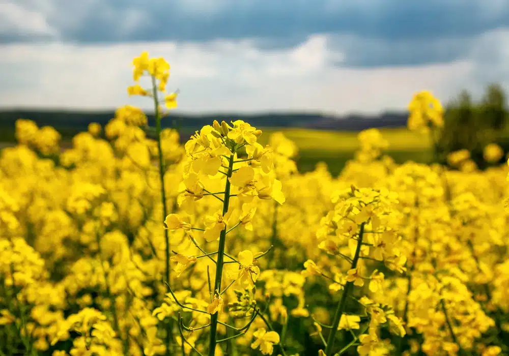 Oilseed-Rape