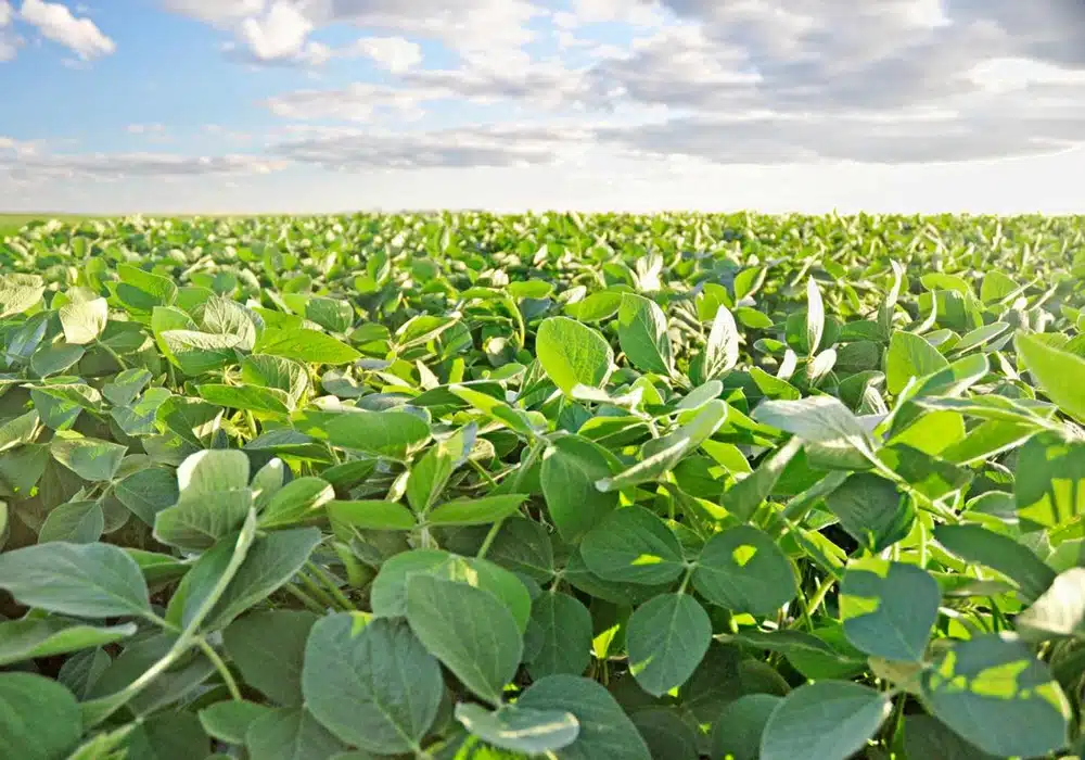 soybeans_soybeans