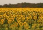06sunflower