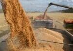 FILE PHOTO: Combines load wheat into trucks in a field during harvest near the village of Solyanoye in the Omsk region, Russia September 8, 2022. REUTERS/Alexey Malgavko/File Photo