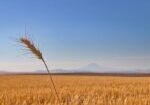 WheatField