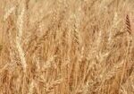 WheatField2